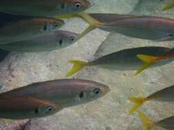 Image of Yellowtail horse mackerel