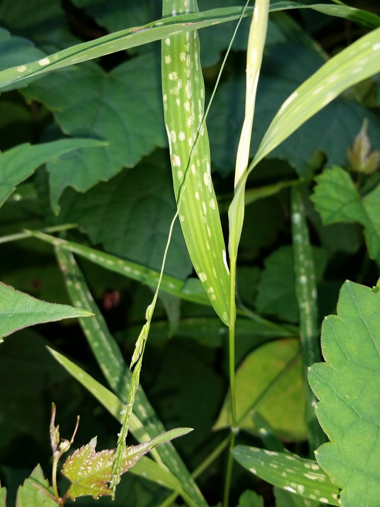 Слика од Leersia virginica Willd.