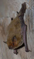 Image of Kuhl's Pipistrelle