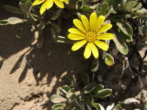 صورة Gazania rigens var. uniflora (L. fil.) Rössl.