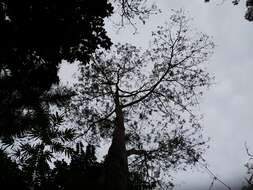 Image of Nitta Tree