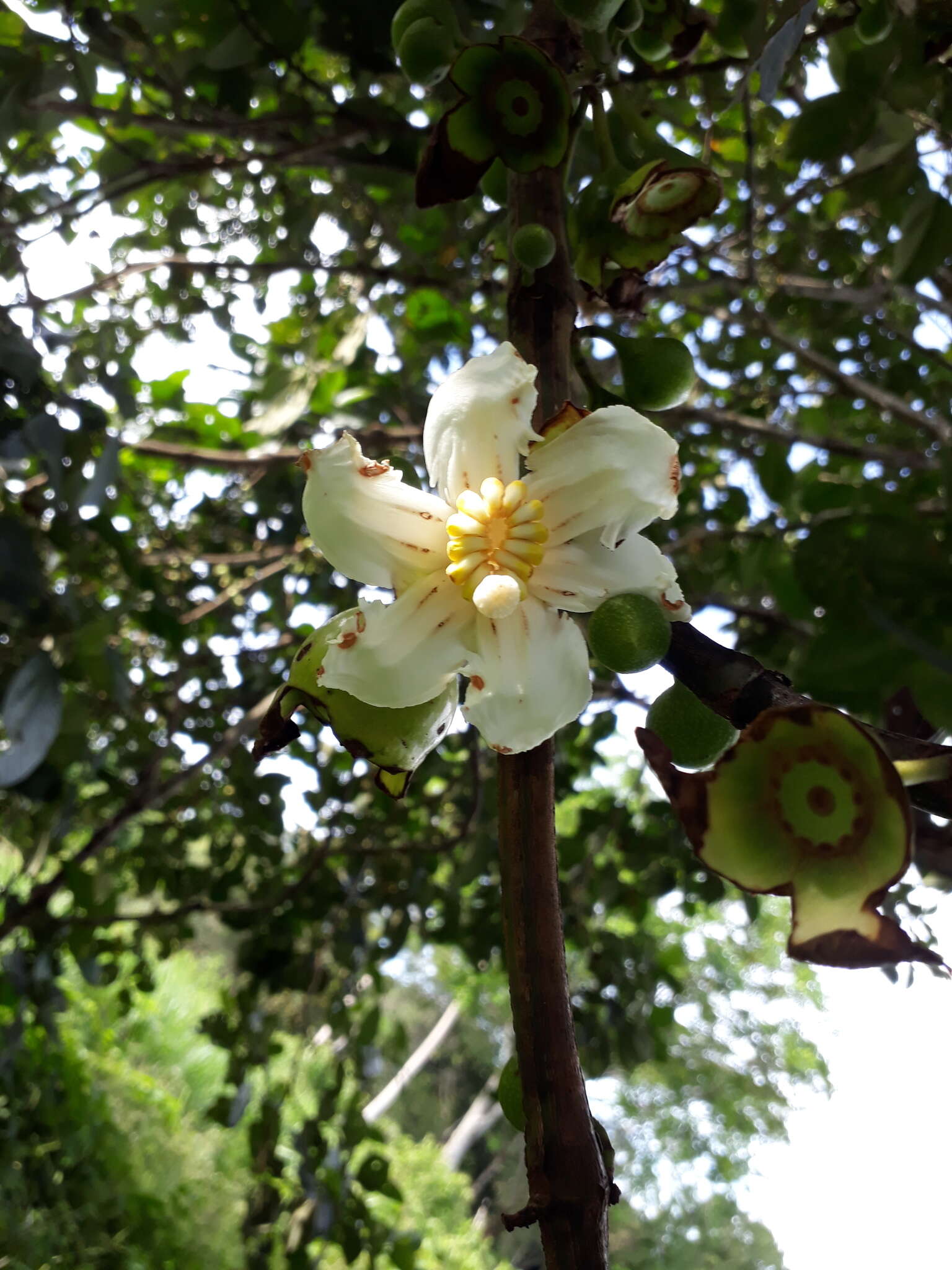 Imagem de Bellucia grossularioides (L.) Triana