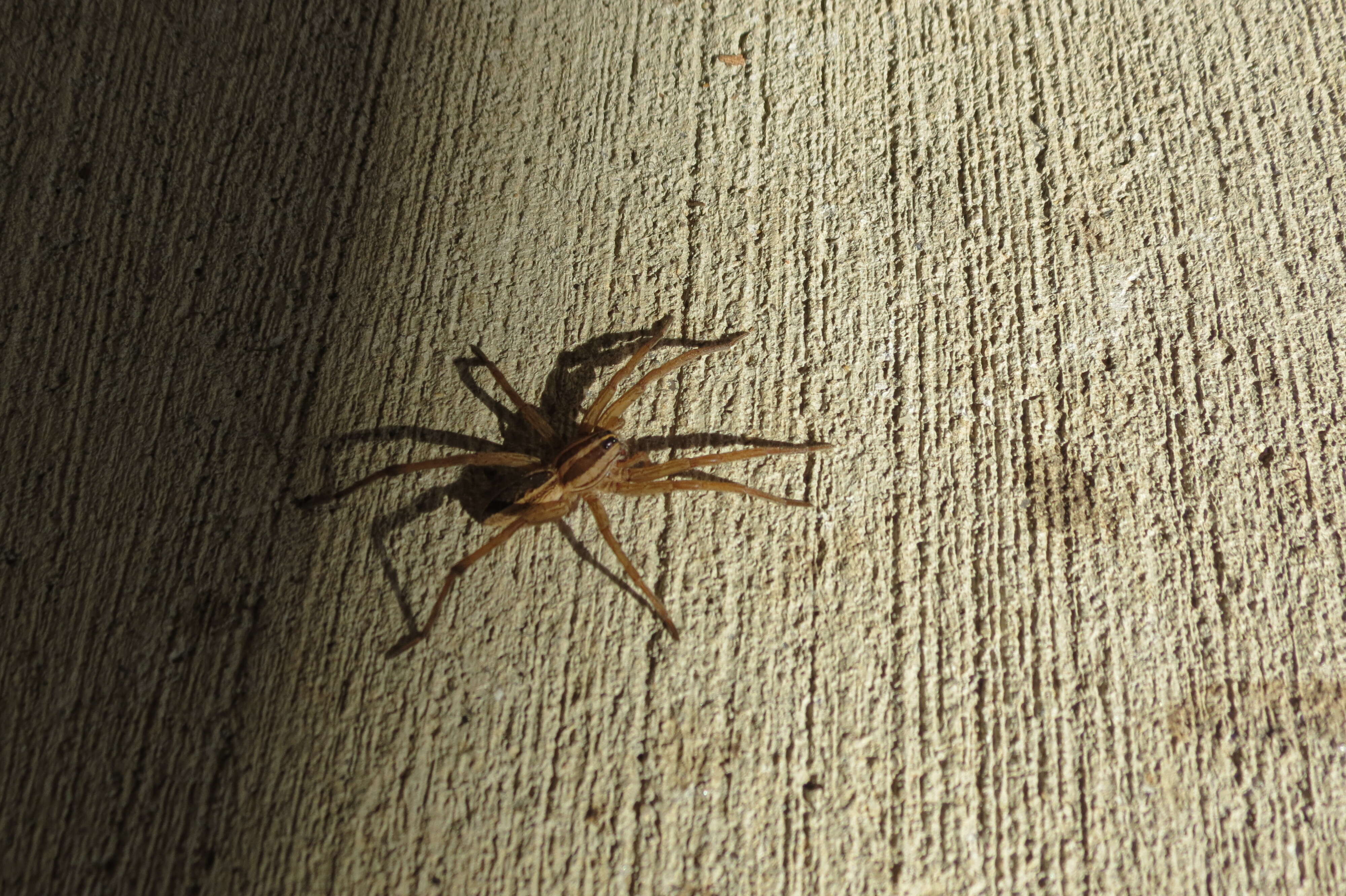 Image of Rabid Wolf Spider