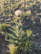 Image of prairie thistle