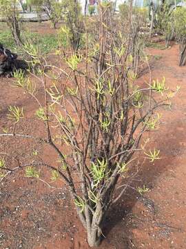 Image of Talinum galapagosum (H. St. John) M. A. Hershkovitz