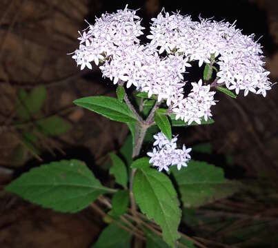 Image of Stevia triflora DC.