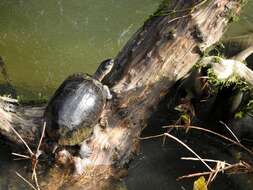 Image of Black River Turtle