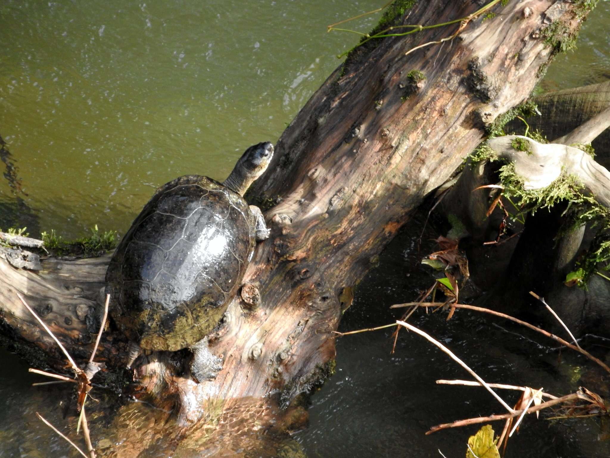 Image of Black River Turtle