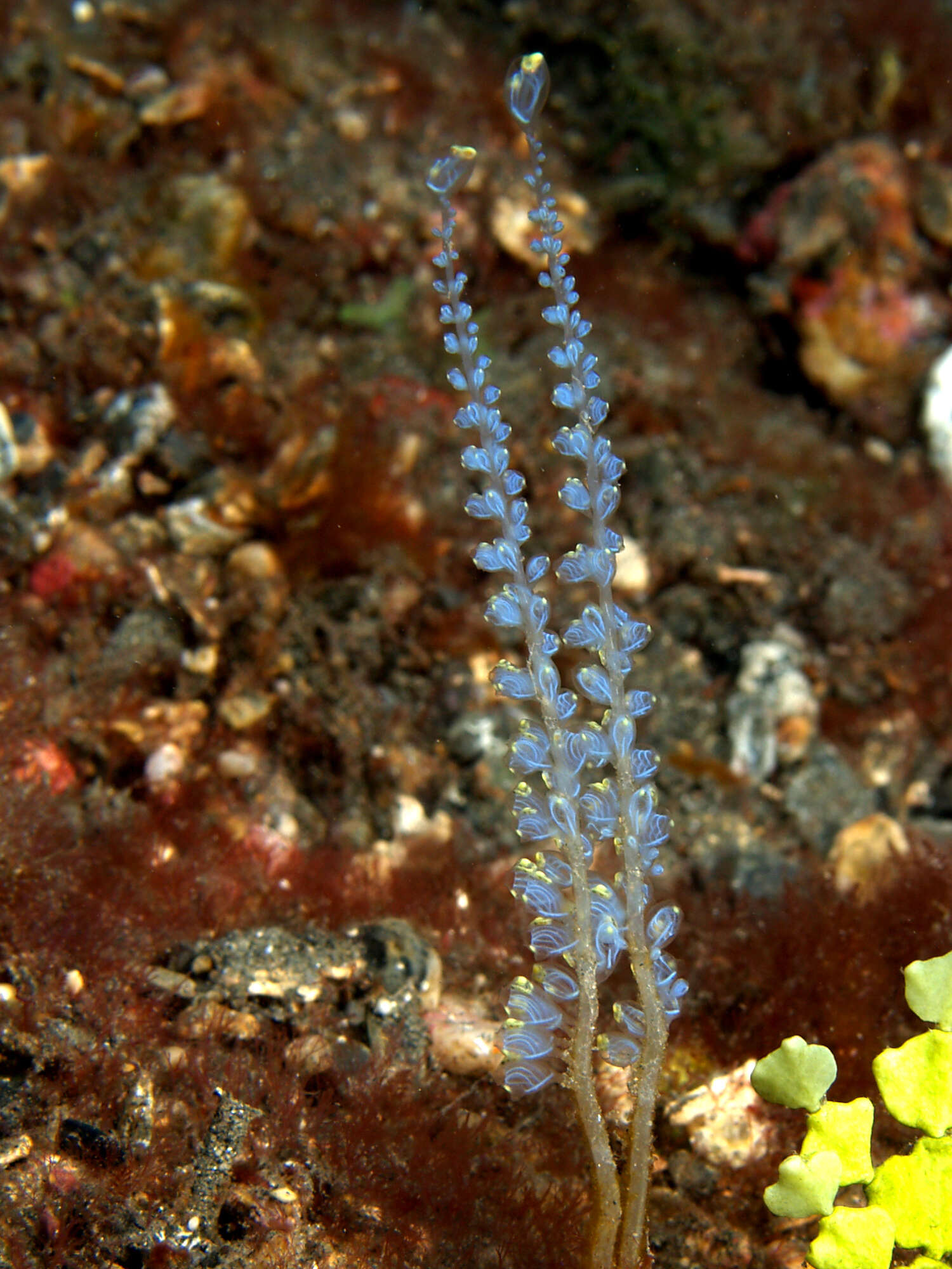 Image of Perophora namei Hartmeyer & Michaelsen 1928