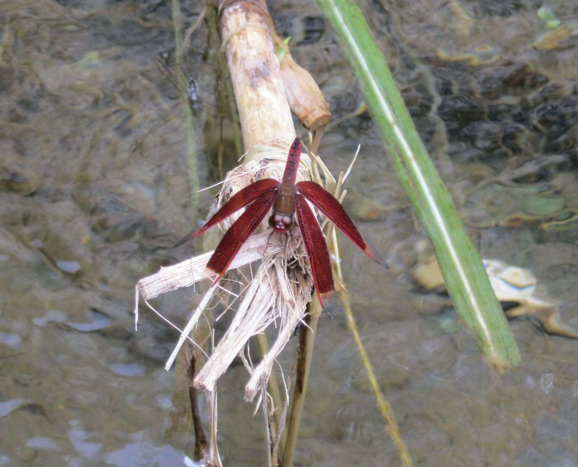 Image of Neurothemis terminata Ris 1911