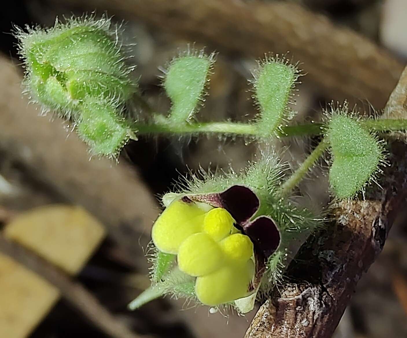 Image of Kickxia spuria subsp. integrifolia (Brot.) R. Fernandes