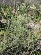 Image of false rosemary