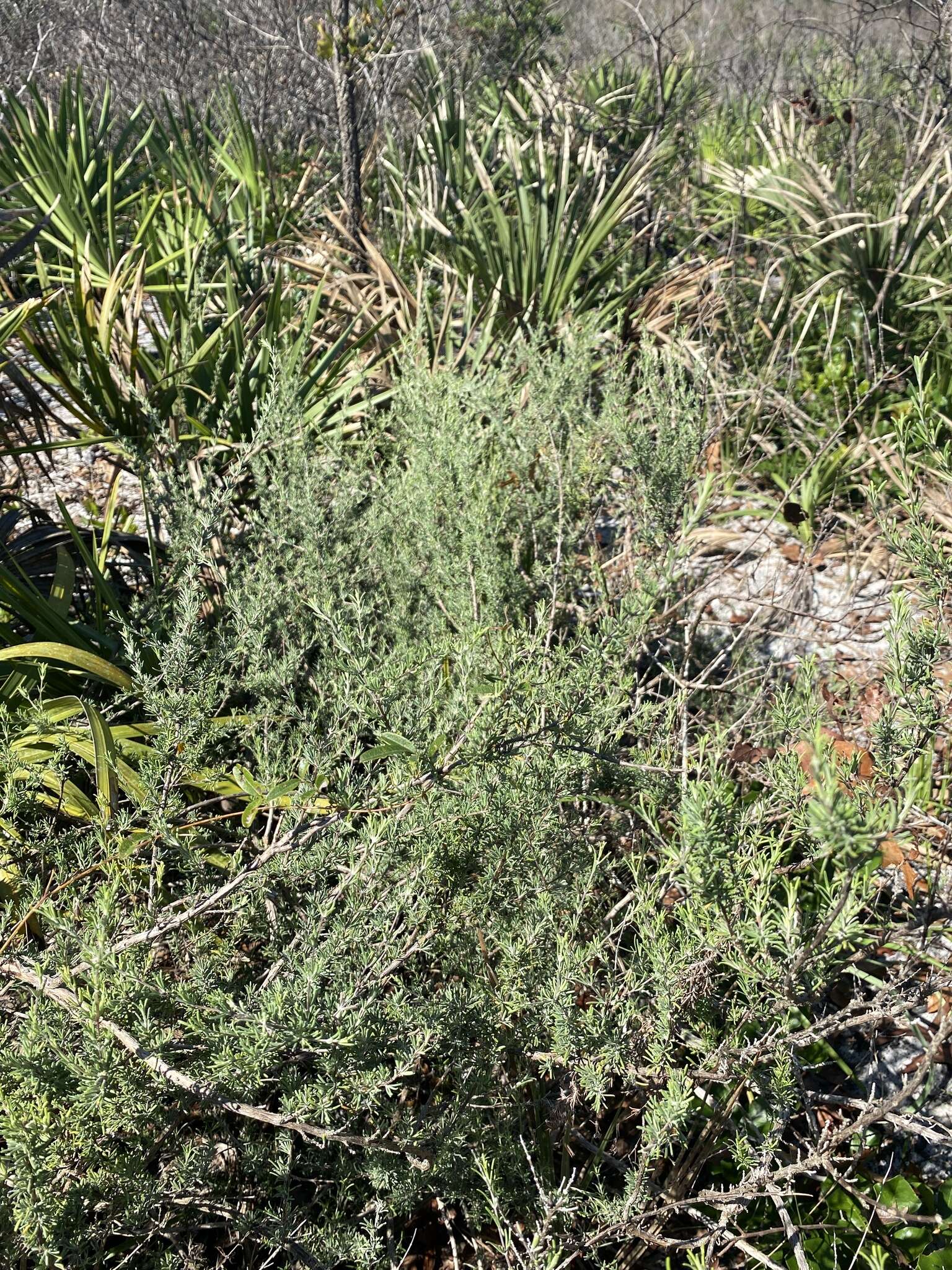 Image of false rosemary