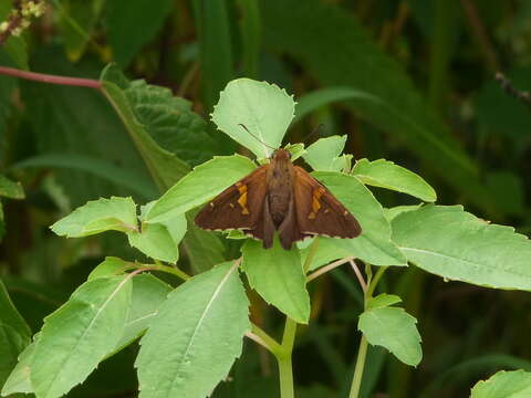 Image of Silver-spotted Skipper