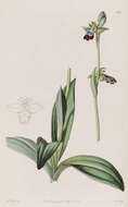 Image of Dark bee orchid