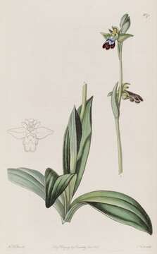 Image of Dark bee orchid