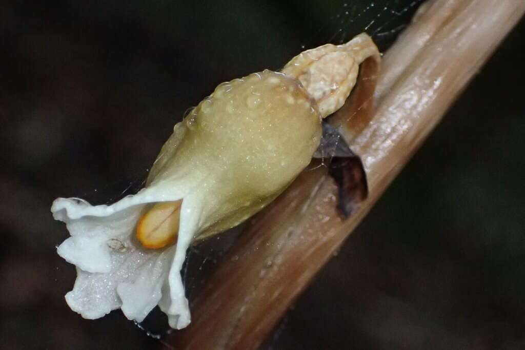 Image of Tall potato orchid