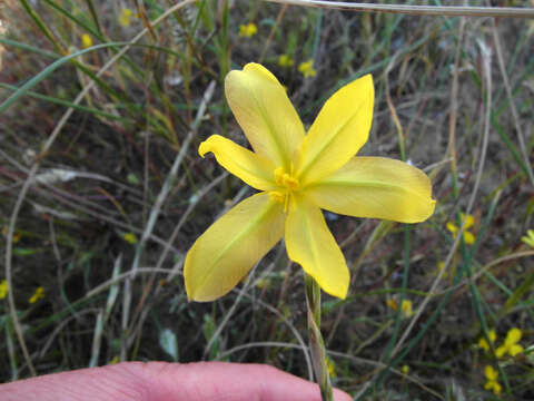 Image of Moraea lewisiae (Goldblatt) Goldblatt