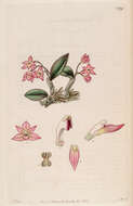 Image of Cattleya cernua (Lindl.) Van den Berg