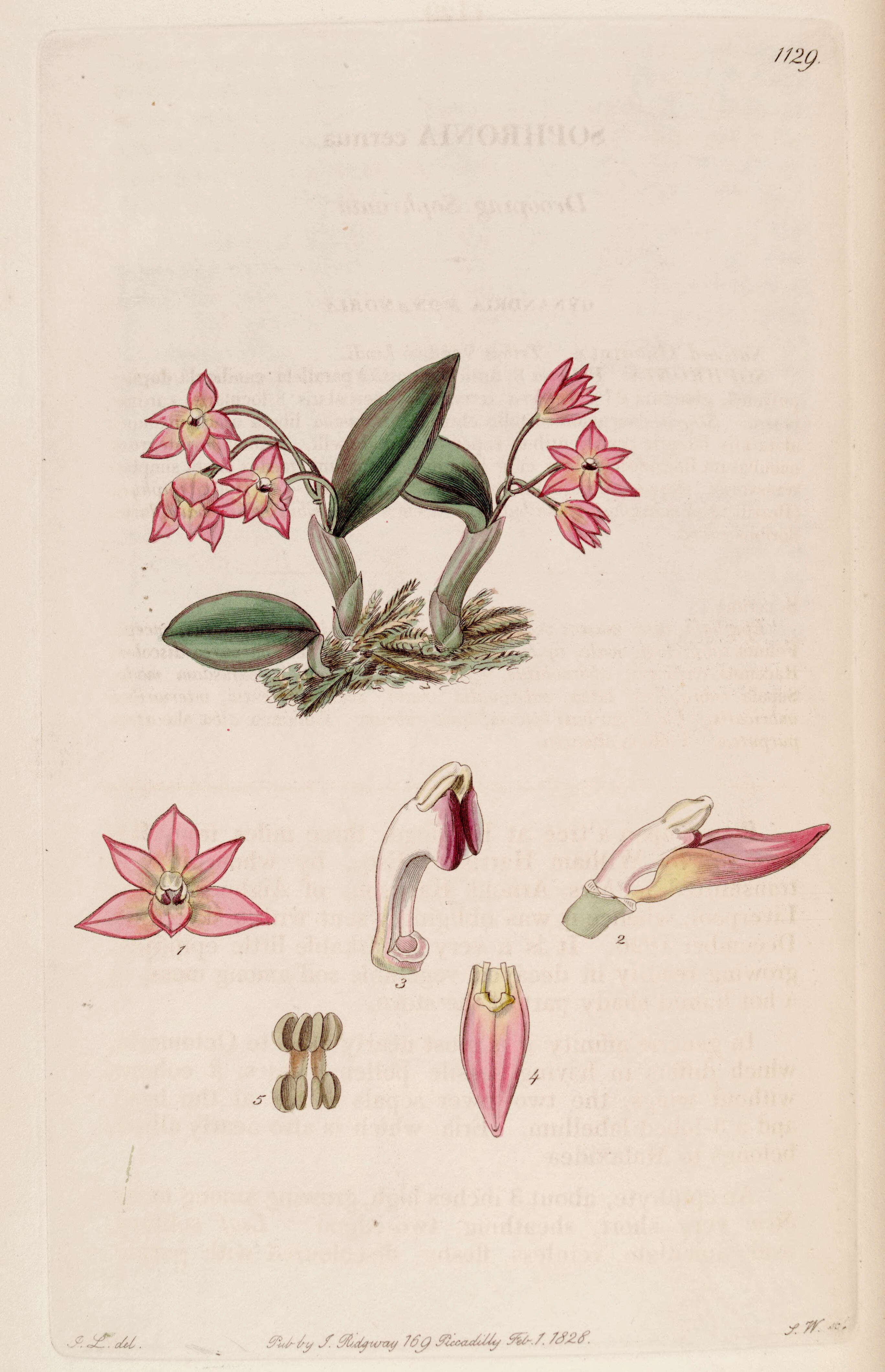 Image of Cattleya cernua (Lindl.) Van den Berg