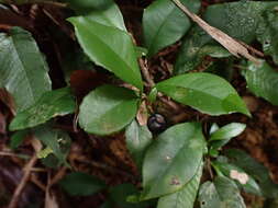 صورة Ardisia chinensis Benth.