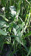 Image of Siberian horseradish