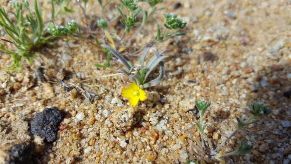 Image of paleyellow suncup