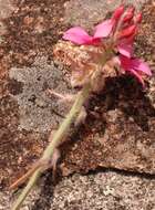 Image of Indigofera mollis Eckl. & Zeyh.