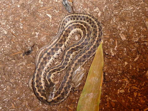 Image of Common Garter Snake