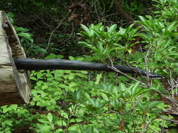 Image of black rat snake