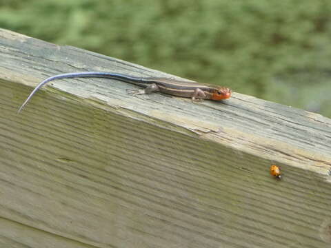 Image of Common Five-lined Skink