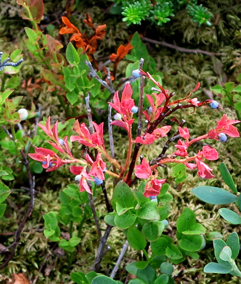 Image of bilberry