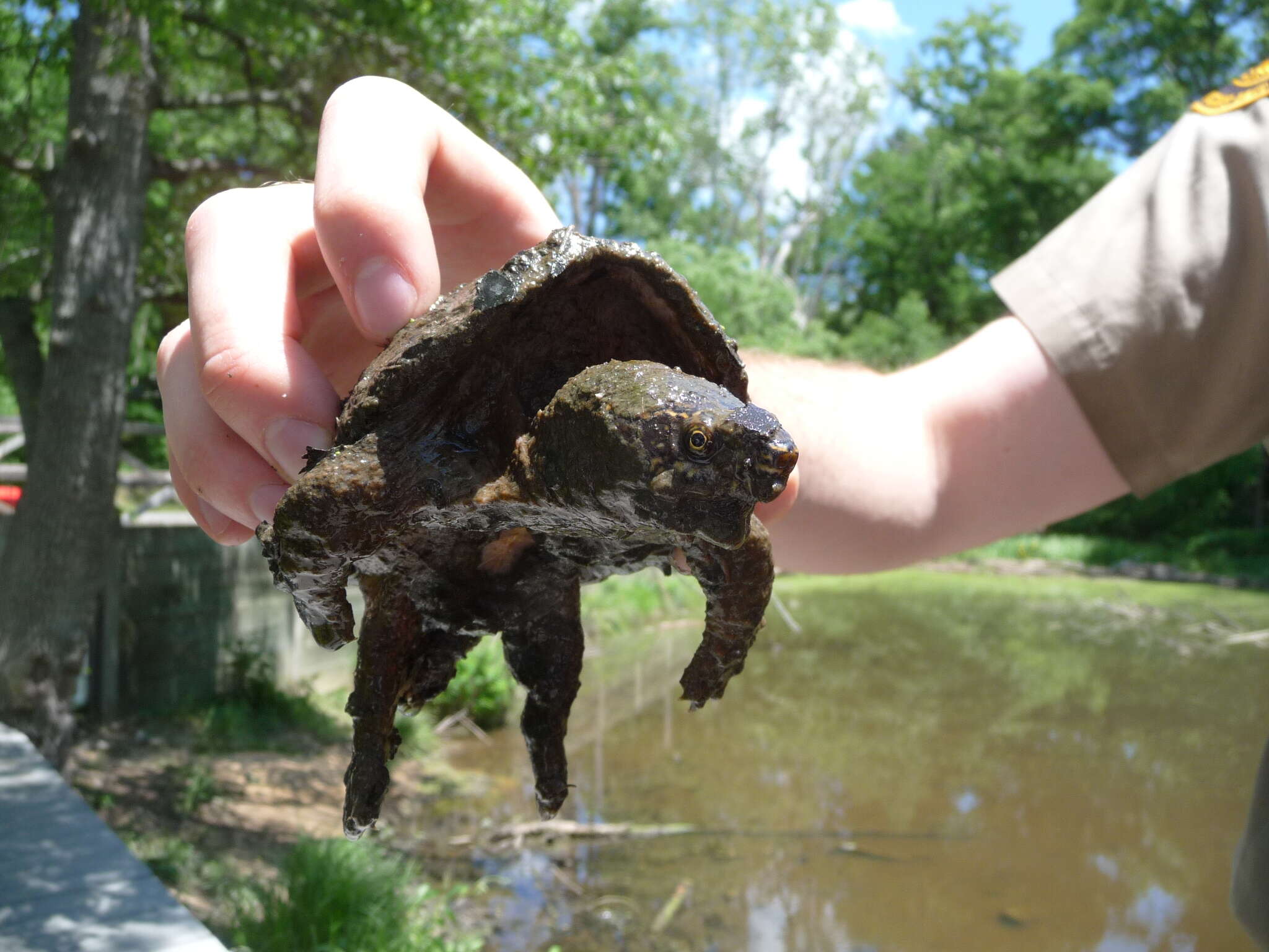 Image of Common Musk Turtle