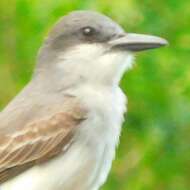 صورة عصفور الملك الرمادي