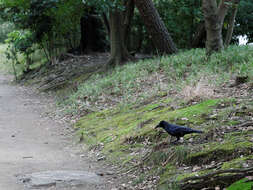 Imagem de Corvus macrorhynchos Wagler 1827