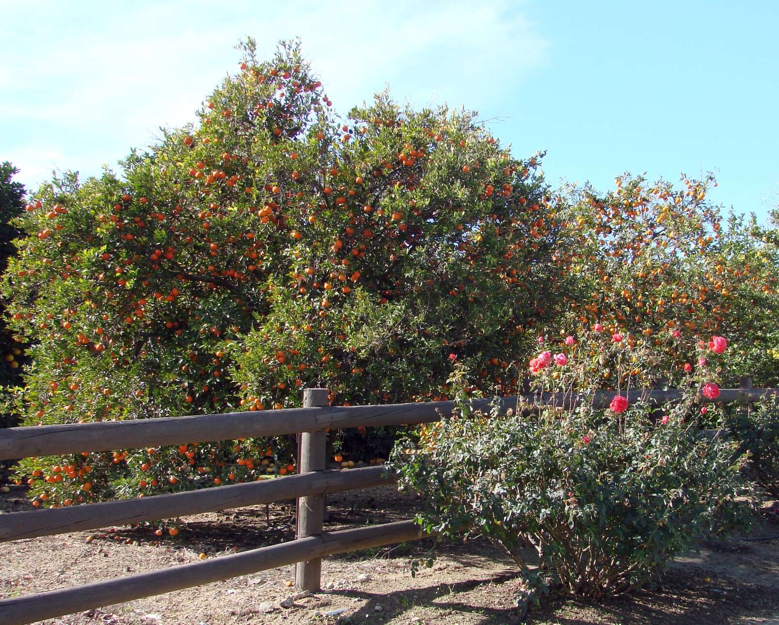 Image of Citrus × tangerina