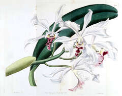 صورة Cattleya crispa Lindl.