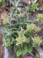 Image of Canada lousewort