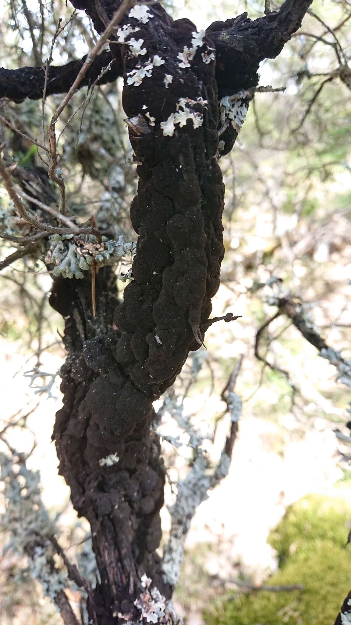 Hormiscium ericae Unamuno 1930 resmi