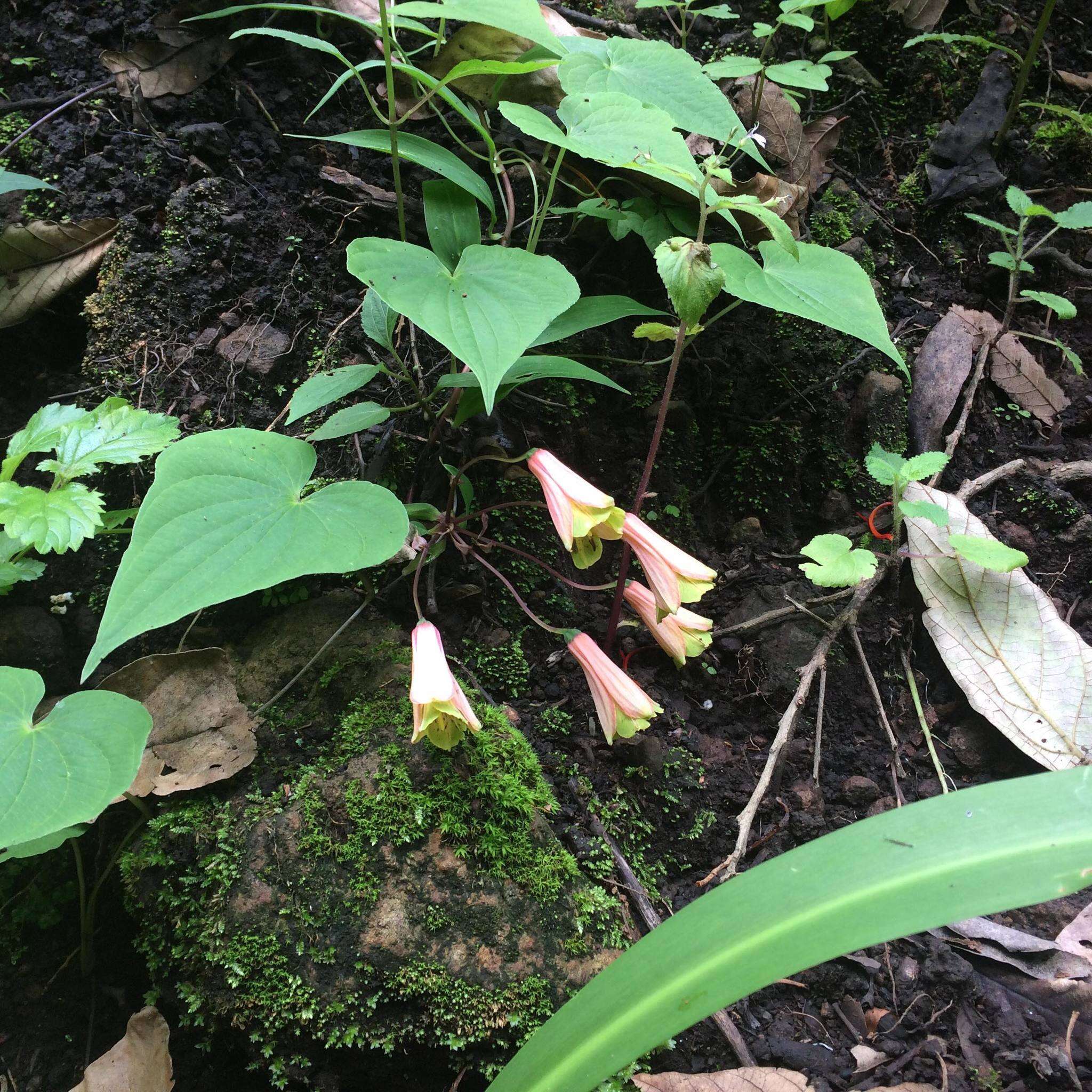 Image of Bomarea edulis (Tussac) Herb.