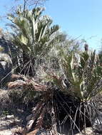 Image of Kei Cycad