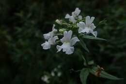 Image de Nemesia albiflora N. E. Br.