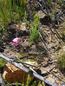 Image of Gladiolus inflatus (Thunb.) Thunb.