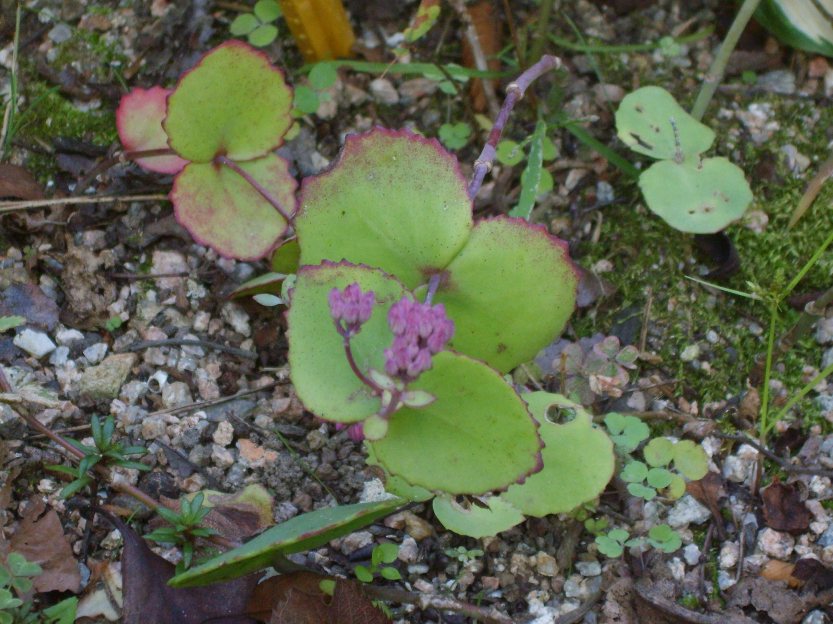 Image of stonecrop