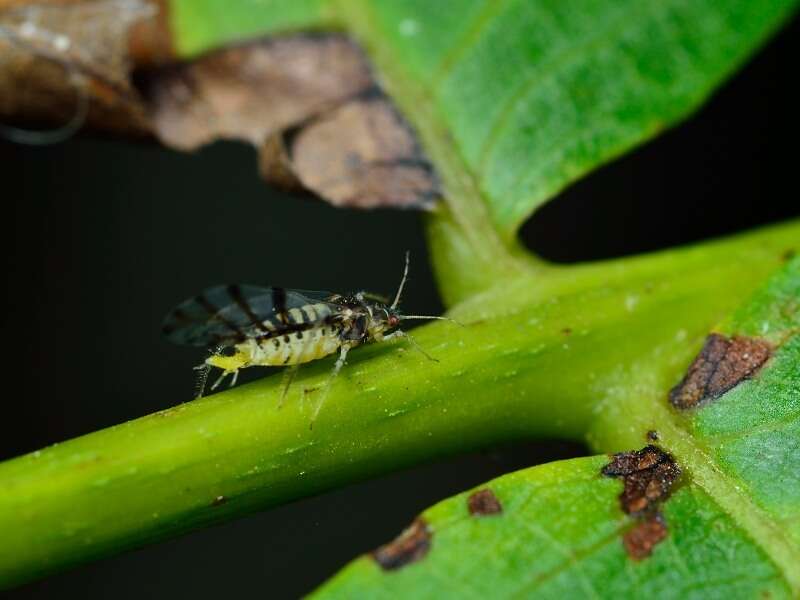 Image of Aphid