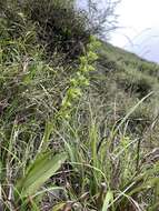 Image of Platanthera pachyglossa Hayata