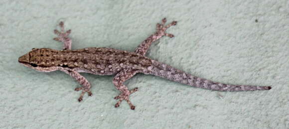 Image of Chobe Dwarf Gecko