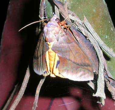 Image of Eudocima phalonia