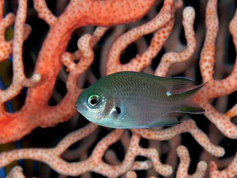 Image of Pearl-spot Chromis