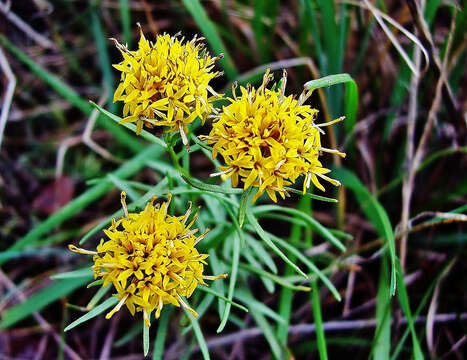 صورة Galatella linosyris (L.) Rchb. fil.